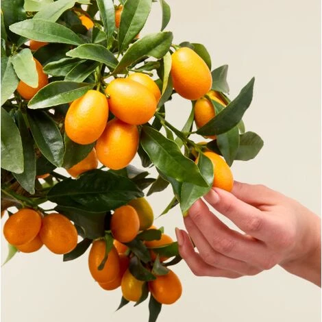 Kumquat "Fortunella Margarita" Mandarino Cinese Pianta In Vaso 22 Cm - immagine 3