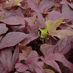 Ipomea "Sweet Caroline Light Copper"